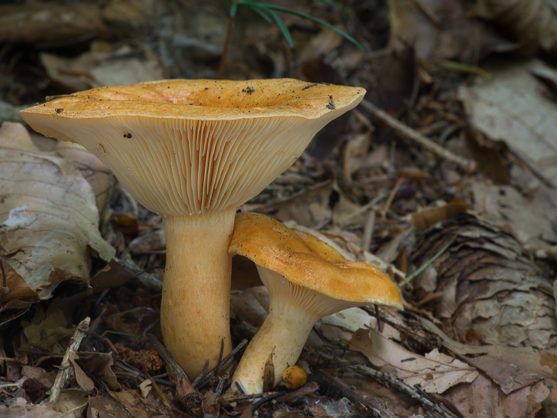 Lactarius porninsis